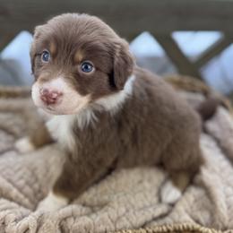 Boy 1: Peanut - Red tri-color male Australian Shepherd puppy in Volant, Pennsylvania from Addie's Aussies
