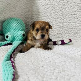 'Sleepy' - Tan male Morkie puppy in Durand, Wisconsin from Larson’s Legacy Aussome Aussie Kennels