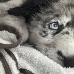 Australian Shepherd Puppies from Lil Rhody Blues Australian Shepherds