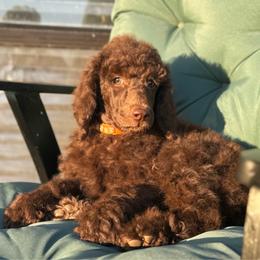 Smalls (orange) - Brown male Poodle puppy in Julian, California from Above the Pines Poodles