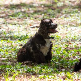 Chipper - Brown and white male Cocker Spaniel puppy in Gadsden, Alabama from Rich Cat’s