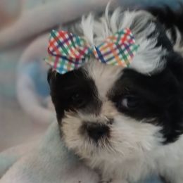 Shih Tzus from Marlene Babies