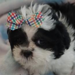 Shih Tzus from Marlene Babies