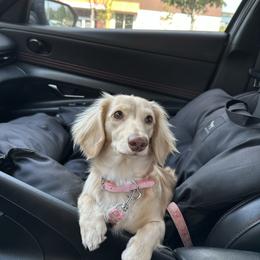 Lucy - Dachshund