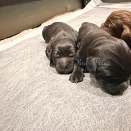 Two - Black male Newfoundland puppy in Tully, New York from Bear Paw Newfoundlands