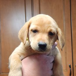 3rd Pick Female - Labrador Retriever puppy in Moses Lake, Washington from Kreger Lake Kennels