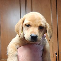 3rd Pick Female - Labrador Retriever puppy in Moses Lake, Washington from Kreger Lake Kennels