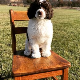 Lagotto Romagnolo and Portuguese Water Dog Puppies from Shooting Star Water Dogs