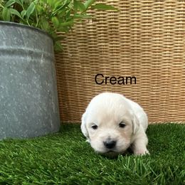 Cream - Light golden female Golden Retriever puppy in Silverton, Oregon from Silver Morning Farm