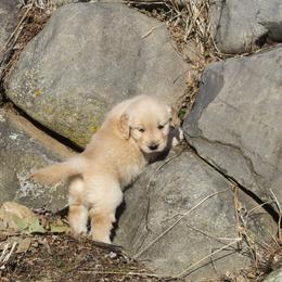 Purple - Golden female Golden Retriever puppy in Verona, Wisconsin from Sugar River Goldens
