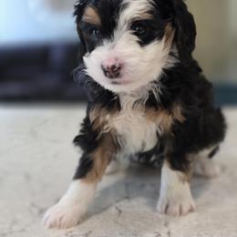 Bernedoodle Puppies from Mt. Rainier Doodle Dogs