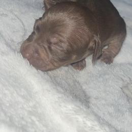 Runt 2 Mrs Foxy 3500 - Chocolate and tan female Chihuahua puppy in Las Vegas, Nevada from Quality Poms Chihuahua Yorkies of Las vegas