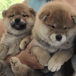 Shiba Inu from Huntley’s Champion Shibas