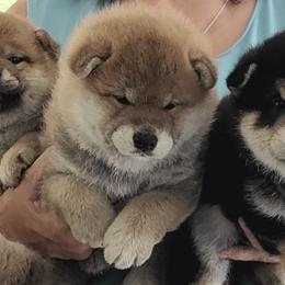 Shiba Inu from Huntley’s Champion Shibas
