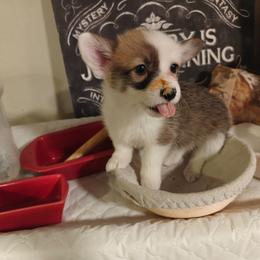 Shenzi - Sable female Pembroke Welsh Corgi puppy in Saint John, Washington from Fuzzbutt Farm's Corgis