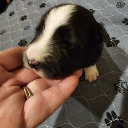 Boy2 - Black and white male Border Collie puppy in Wildwood, Florida from Isle Breez Border Collies
