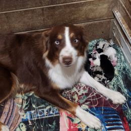 Tink - Australian Shepherd