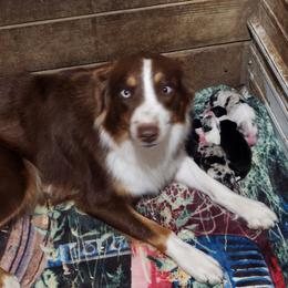 Tink - Australian Shepherd