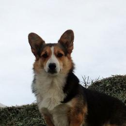 ARROW - Pembroke Welsh Corgi