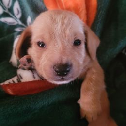 Boy 1 - Red male Dachshund puppy in Weatherford, Texas from Star-Key's Dachshunds