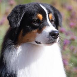 Mando - Australian Shepherd