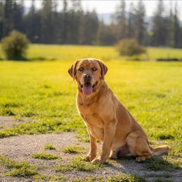 Steel - Labrador Retriever