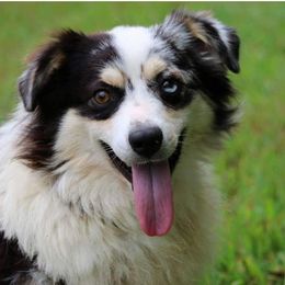 ZANZI - Australian Shepherd