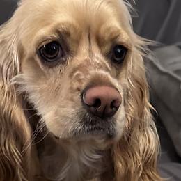 Cocker Spaniels from American cocker spaniel
