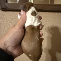 Puppy 2 - Piebald male Dachshund puppy in Riverside, California from Saddle Up Dachshunds
