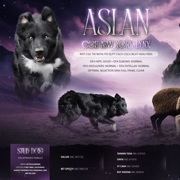 Aslan - Border Collie