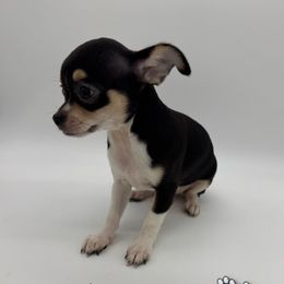 AKC Lilo - Black and tan female Chihuahua puppy in Columbus, Nebraska from Prancy Pawz