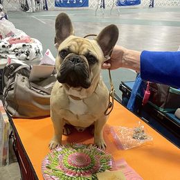 French Bulldog Puppies from Von Bales French Bulldogs