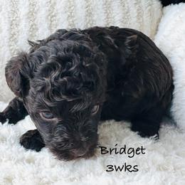 Bridget - Chocolate female Yorkipoo puppy in Waldorf, Maryland from Luv My Yorkies, LLC