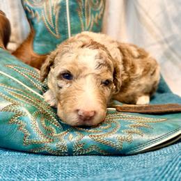Eclipse - Brown merle male Aussiedoodle puppy in Taylor, Missouri from Pawsitively Doodles