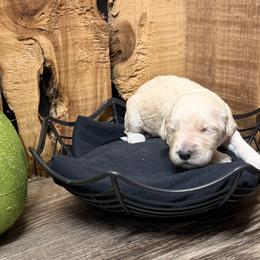 Taffy-Yellow collar, Female - Apricot female Aussiedoodle puppy in Lavonia, Georgia from H & A Kennels