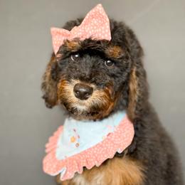 Lily - Girl 3 - Phantom female Bernedoodle puppy in Bellville, Ohio from Bernedoodle Buddies