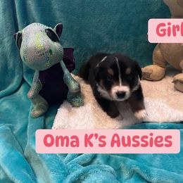 Australian Shepherd Puppies from Oma K’s Aussies