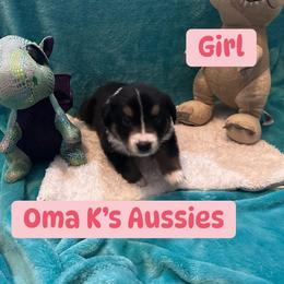 Australian Shepherd Puppies from Oma K’s Aussies