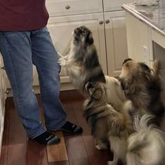 Tibetan Spaniel Puppies from Shangri-La Tibetan Spaniels