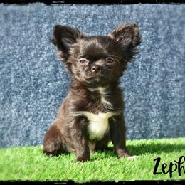 Zephyr - Black and white male Chihuahua puppy in Demorest, Georgia from Sourpatch Chihuahuas