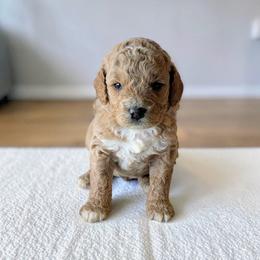 Uno - Apricot male Cavapoo puppy in Sparta, Missouri from Sis' Doodles & Poodles