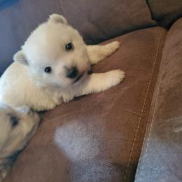 West Highland White Terrier Puppies from AKC  Westie World