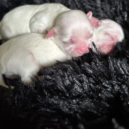 Shih Tzu Puppies from Karen's Shih Tzus
