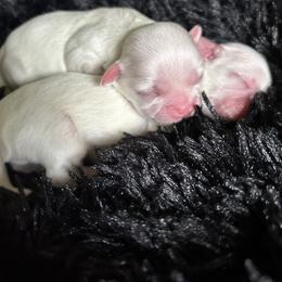 Shih Tzu Puppies from Karen's Shih Tzus