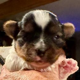 Layla - Parti female Yorkshire Terrier puppy in Kingston, Oklahoma from Lake Life