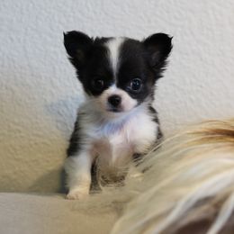 Reese - Black female Chihuahua puppy in Tulsa, Oklahoma from H-3 Chihuahuas