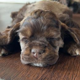 Thunder - Sable and white Cocker Spaniel puppy in Camp Douglas, Wisconsin from Bluff Country Cockers