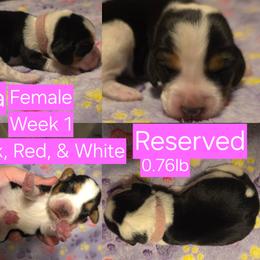 Rena Pink Female - Black red and white female Beagle puppy in Bemidji, Minnesota from Nse Farms Beagles