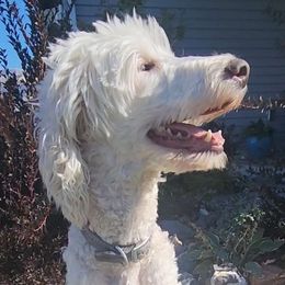 Tristy - Goldendoodle