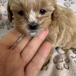 Smaller cream boy - Gold and white male Shihpoo puppy in Cedar Springs, Michigan from Pridespoodles
